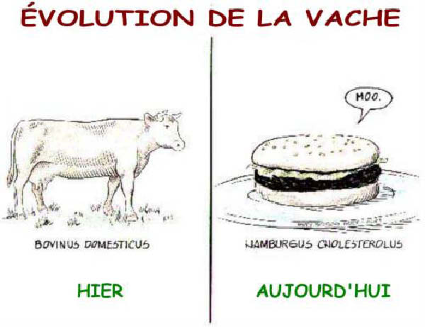 evolution de la vache-humourenvrac